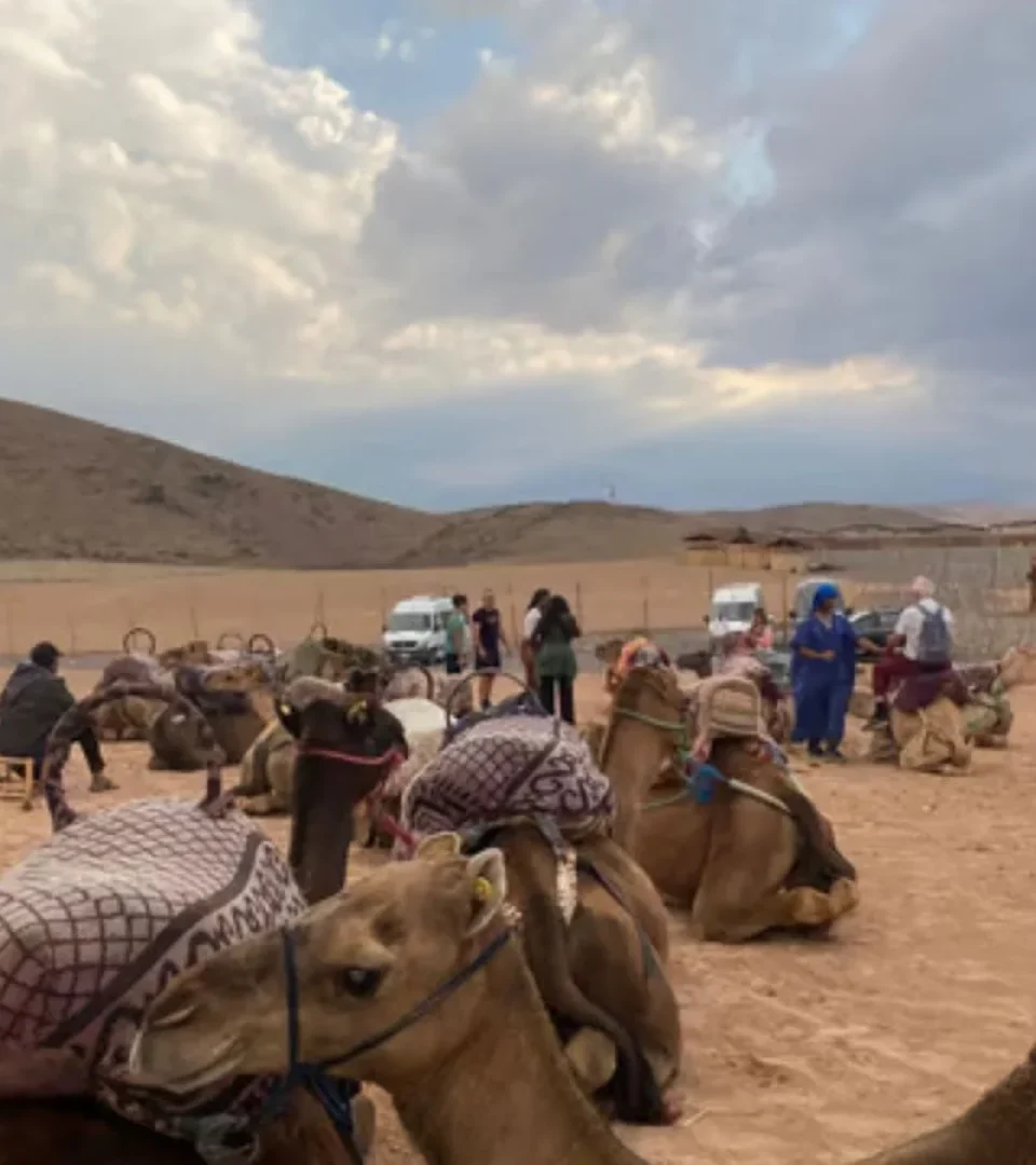Tourists prepare for an Agafay Desert Camel Ride, with camels resting and the vast desert in the background under a cloudy sky.
