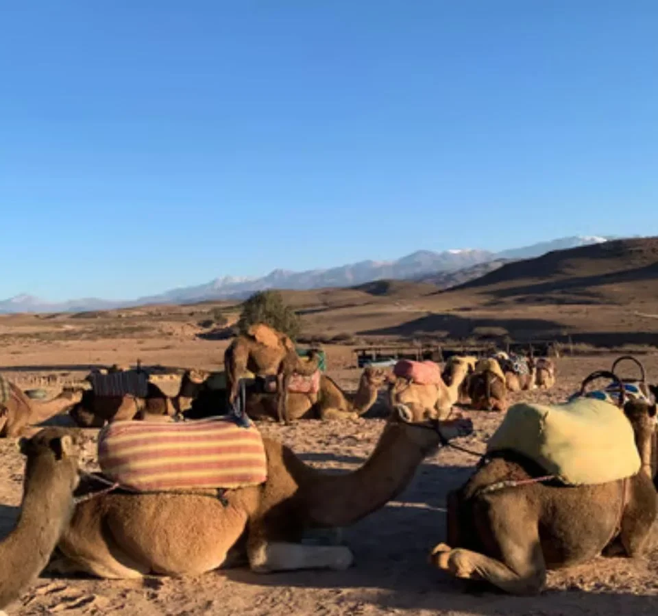 Unforgettable Camel Ride Adventure | Explore the Magic