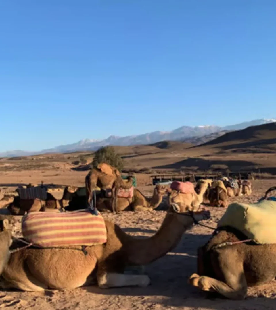 Camel ride in the Agafay Desert with camels resting under the clear blue sky, ready for an adventure through Morocco's stunning desert