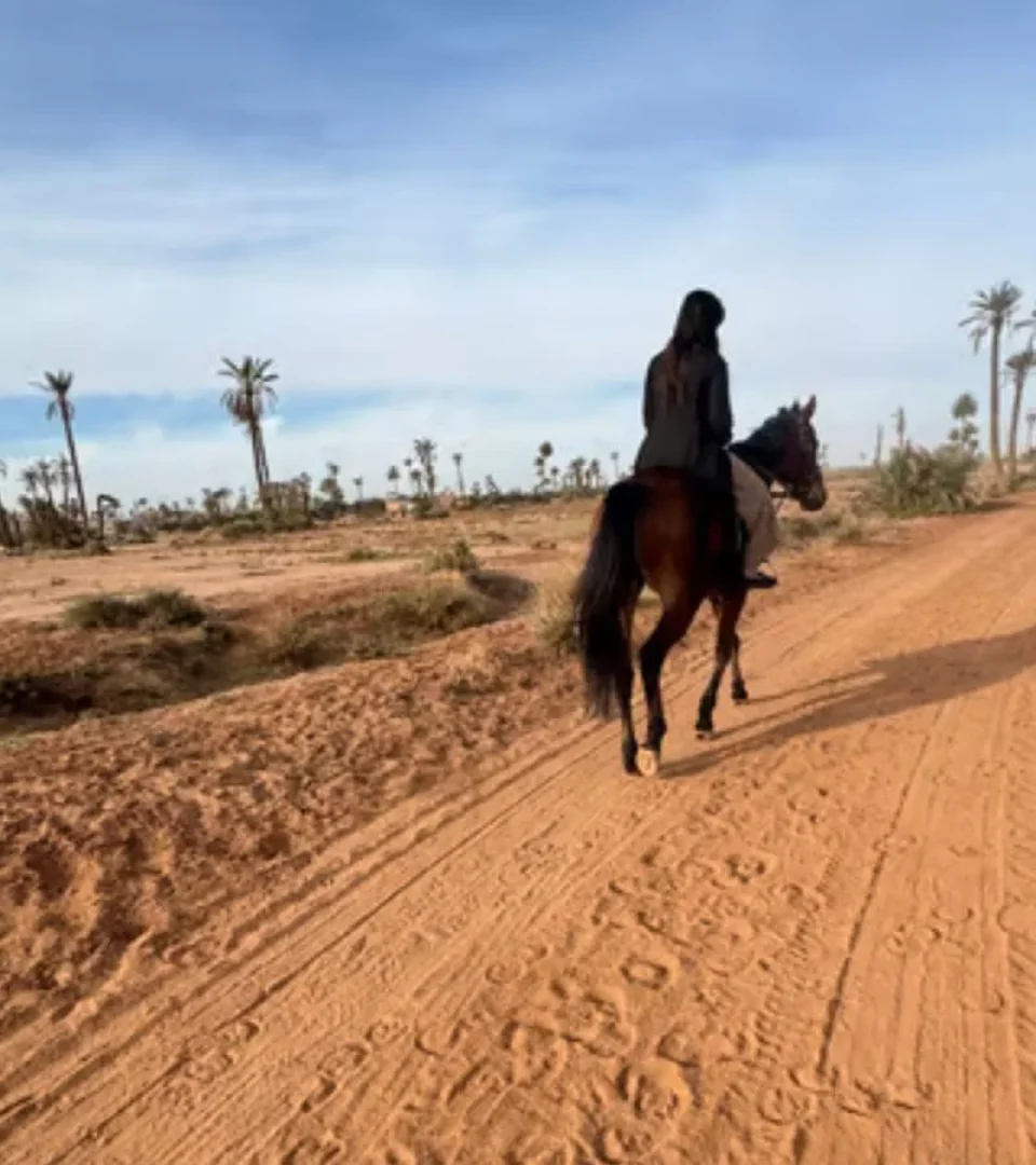 A rider enjoying Marrakech horse riding, exploring a scenic desert path lined with palm trees under a clear sky.